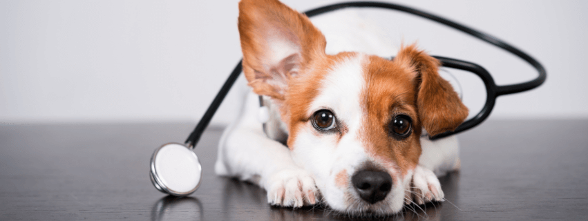 Førstehjælp Til Kæledyr